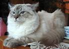 Ragdoll Cats Ragdoll Kittens Sunny Shores Cattery Florida