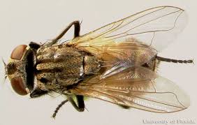 House Fly Musca Domestica Linnaeus