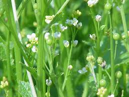 Image result for Crambe kilimandscharica