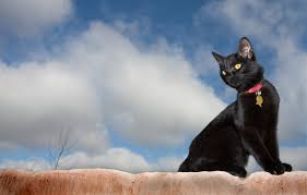 Black cats are correlated and associated with bad luck. Black Cat Appreciation Day 17th August Days Of The Year