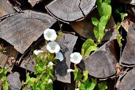 These herbicides are absorbed by foliage and move throughout the plant to kill roots and shoots. How To Get Rid Of Bindweed With Chemicals And Organic Methods