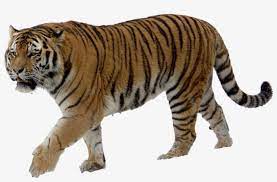 Download the tiger, animals png on freepngimg for free. Download Tiger Png Transparent Images Transparent Backgrounds Tiger With No Background Free Transparent Png Download Pngkey