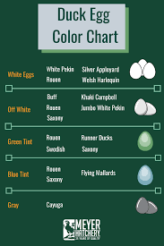 Meyer Hatchery Duck Egg Colour Coloring Eggs Duck Breeds