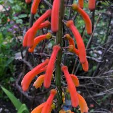 Image result for Kniphofia thomsonii