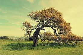 My Favorite Tree From Helen Putnam Regional Park In Petaluma Ca Park Country Roads Small Towns