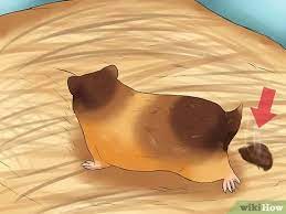 How To Know If Your Hamster Is Dying 7 Steps With Pictures