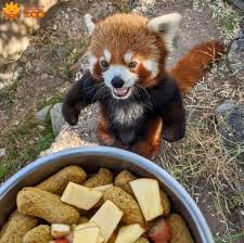 The sedgwick county zoo officially opened its new entryway to the public on thursday, one of several upgrades the zoo has planned as it turns 50 years old. Ravi The Red Panda At Sedgwick County Zoo About To Have A Snack Attack Wichita