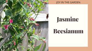 Image result for Jasminum beesianum