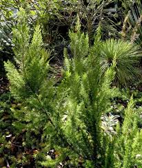 Image result for Erica arborea