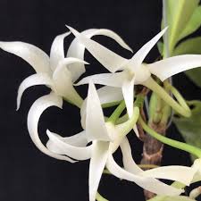 Image result for Cyrtorchis arcuata