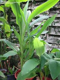 If you live in an area where ginger will not survive the winter, bring your ginger plant inside once night. Plantfiles Pictures Curcuma Species Hidden Ginger Red Leaf Spice Ginger White Turmeric Zedoary Curcuma Zedoaria By Getrich
