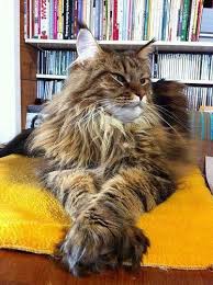 Pin On P U Surgery Cats