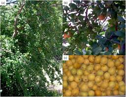 Image result for Dovyalis zeyheri