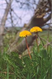 Image result for Taraxacum sp.