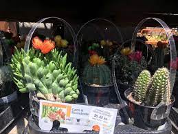 Thousands of fake cvs were sent to companies across the country by researchers using three different identities to discover how jobseekers with different names were treated. The Mystery Of The Fake Cactus Flowers Ok Whatever