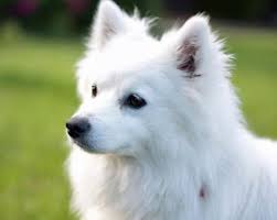 Pomeranian Black American Eskimo Dog I Just Love These Type Of Dogs Although They Kinda Look Dorky They Are Truly The Most Loyal American Eskimo American Eskimo Dog American Eskimo Puppy