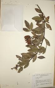 Image result for Crotalaria pallidicaulis