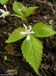 Image result for Rubus pinnatus
