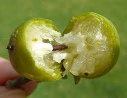 Check spelling or type a new query. South African Persimmons Information On Growing A Jackalberry Tree