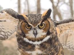 Baixar vídeos nunca foi tão fácil. An Owl Blinking Owl Eyes Animals Owl
