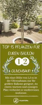 Pflanzen Fur Den Balkon Unsere Top 15 Plantura In 2020 Pflanzen Balkon Pflanzen Terrasse Pflanzen