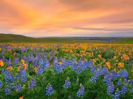 Although categorised as a 'moderate' trek, the trek to the valley of flowers (and hemkund sahib, which is on the same route) is reasonably steep and difficult in parts. Create Meme Patience Patience Valley Of Flowers India Valley Of Flowers In Himalayas Pictures Meme Arsenal Com
