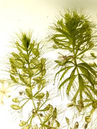 Image result for Aldrovanda vesiculosa