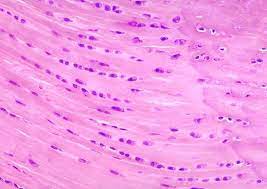 Fibrocartilage Anatomybox Microscopic Cells Medical Student Study Cell Biology
