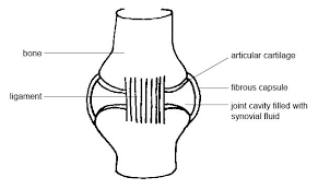 anatomy and physiology of animals the skeleton wikibooks