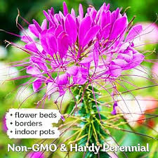 Image result for Cleome spinosa