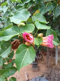 Image result for Thespesia populnea