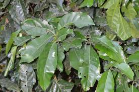 Image result for Beilschmiedia michelsonii