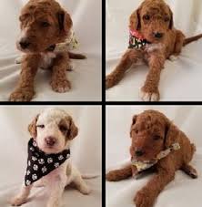 Visit us now to find the right goldendoodle for you. Goldendoodles For Sale On Craigslist Mini Goldendoodle