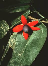 Image result for Heisteria zimmereri