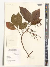 Image result for Allophylus congolanus