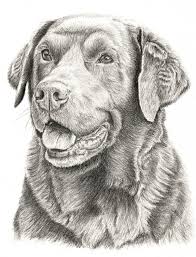 Brown Labrador Brown Labrador Animals Graphite Drawings
