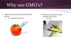 The past, present and future of crop genetic modification n biotechnol. Genetically Modified Organisms Gmo S Ppt Download