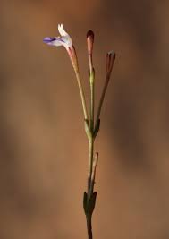 Image result for Linderniella wilmsii