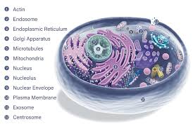Maybe you would like to learn more about one of these? Organelle Markers Genetex