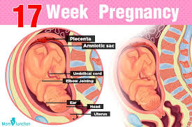 17th Week Pregnancy Symptoms Baby Development Tips And