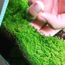 Carpet Plant Hemianthus Callitrichoides Cuba Video Freshwater Aquarium Plants Fish Tank Plants Freshwater Aquarium