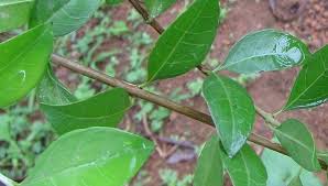 Henna Health Benefits Uses And Side Effects Medicinal Herbs Medicinal Plants Herbs
