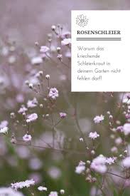 Pure Romance For The Garden The Creeping Gypsophila Romantik Pur Fur Den Garten Das Kriechende Schleierkraut In 2020 Romantic Garden Easy Care Plants Garden Types