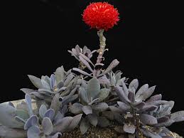 Image result for Senecio milanjianus