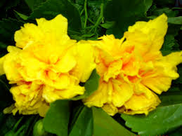 The genus is quite large, comprising several hundred species that are native to warm temperate. Delite Double Yellow Flower Tropical Hibiscus Live Plant Landscape Type Starter Size 4 Inch Pot Emeralds Tm Emerald Goddess Gardens