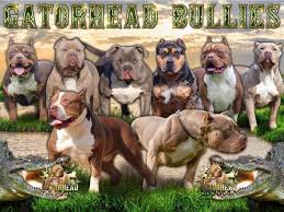 Another way to learn about pitbull puppies Xl Bully For Sale In Michigan Gator Head Bullies