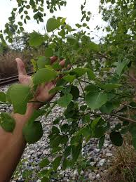 Image result for Dalbergia bracteolata