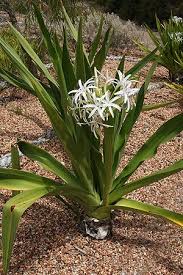 Image result for Crinum paludosum