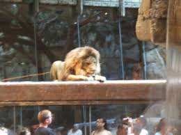 Also available for an additional fee are pictures of you with lion cubs. Lions At Our Hotel Picture Of Mgm Grand Las Vegas Tripadvisor