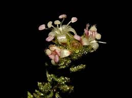 Image result for Cressa cretica